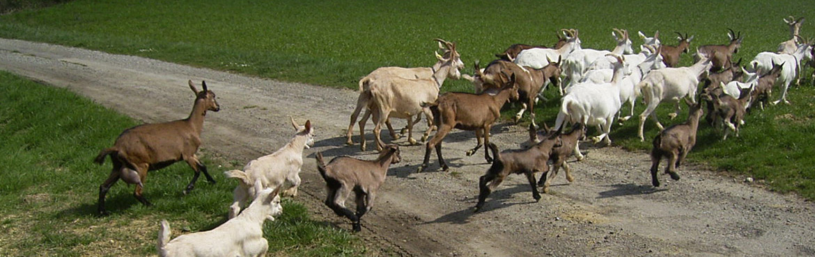 une photo de Bourdichou