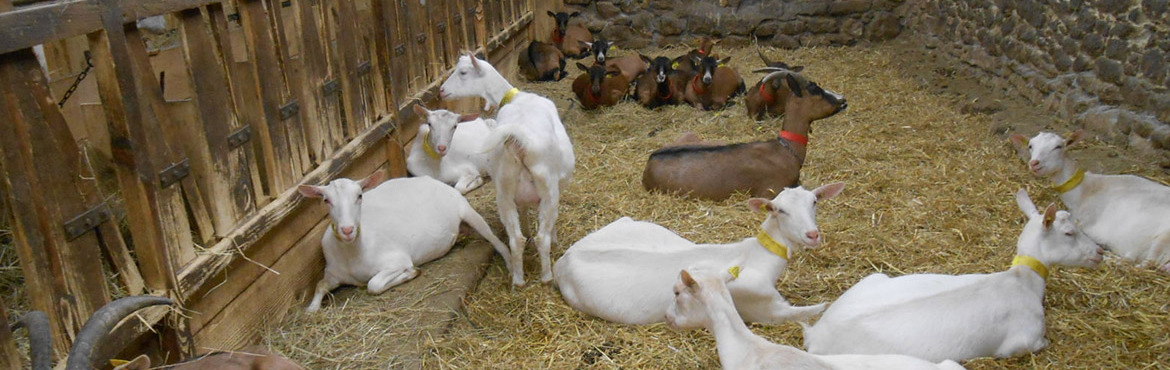 une autre photo de Bourdichou