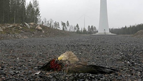 Eolien industriel et rapaces, la désolation