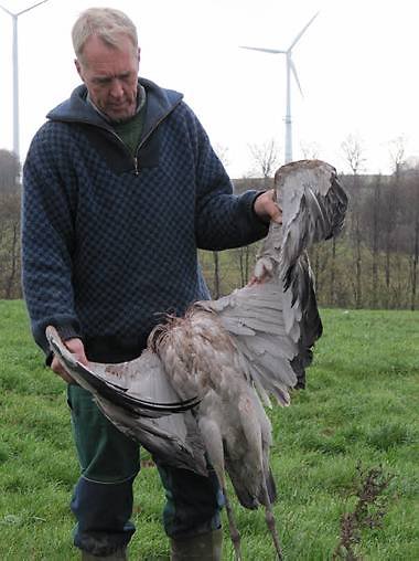 Eolien industriel et rapaces, la désolation