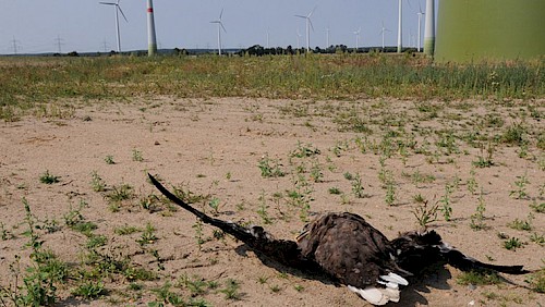 Eolien industriel et rapaces, la désolation