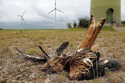 Eolien industriel et rapaces, la désolation