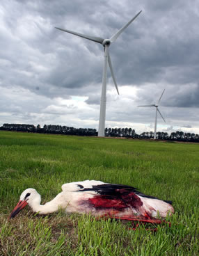 Eolien industriel et rapaces, la désolation