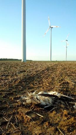 Eolien industriel et rapaces, la désolation