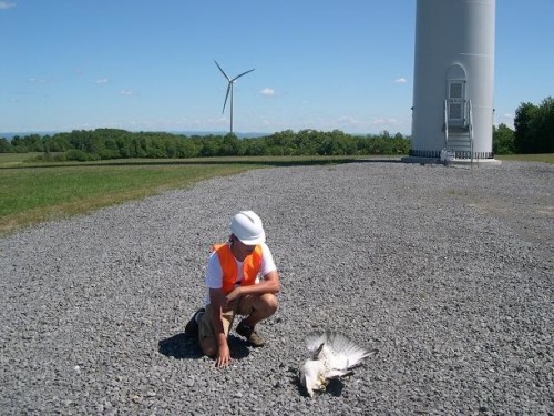 Eolien industriel et rapaces, la désolation