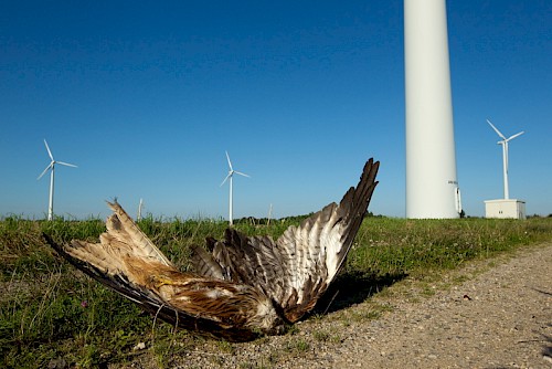 Eolien industriel et rapaces, la désolation