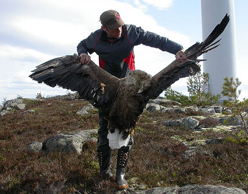 Eolien industriel et rapaces, la désolation