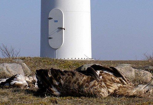 Eolien industriel et rapaces, la désolation