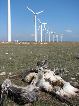 Eolien industriel et rapaces, la désolation