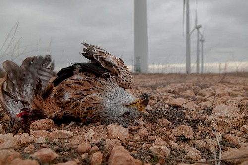 Eolien industriel et rapaces, la désolation