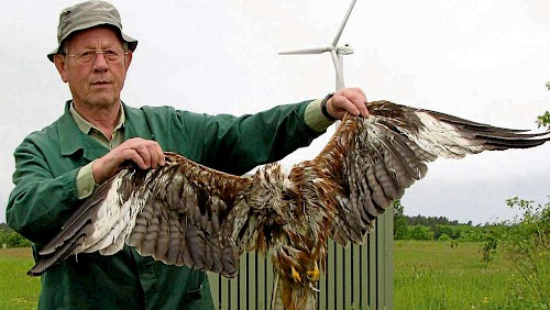 Eolien industriel et rapaces, la désolation