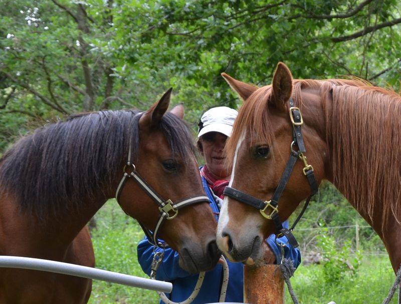 une photo de Poly-Poneys