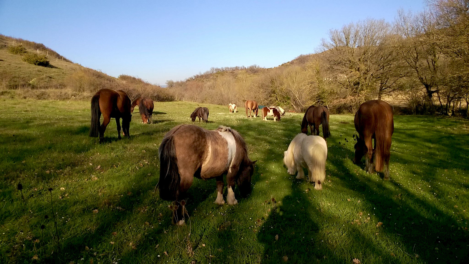 une autre photo de Poly-Poneys