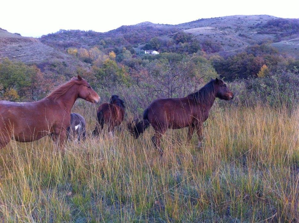 une autre photo de Poly-Poneys