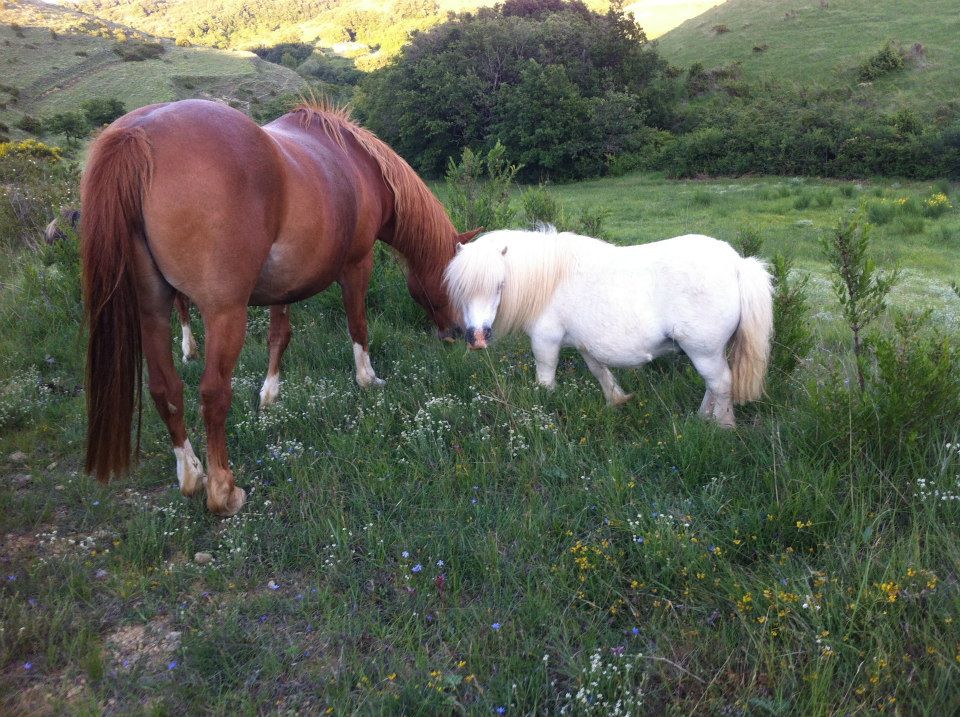 une autre photo de Poly-Poneys