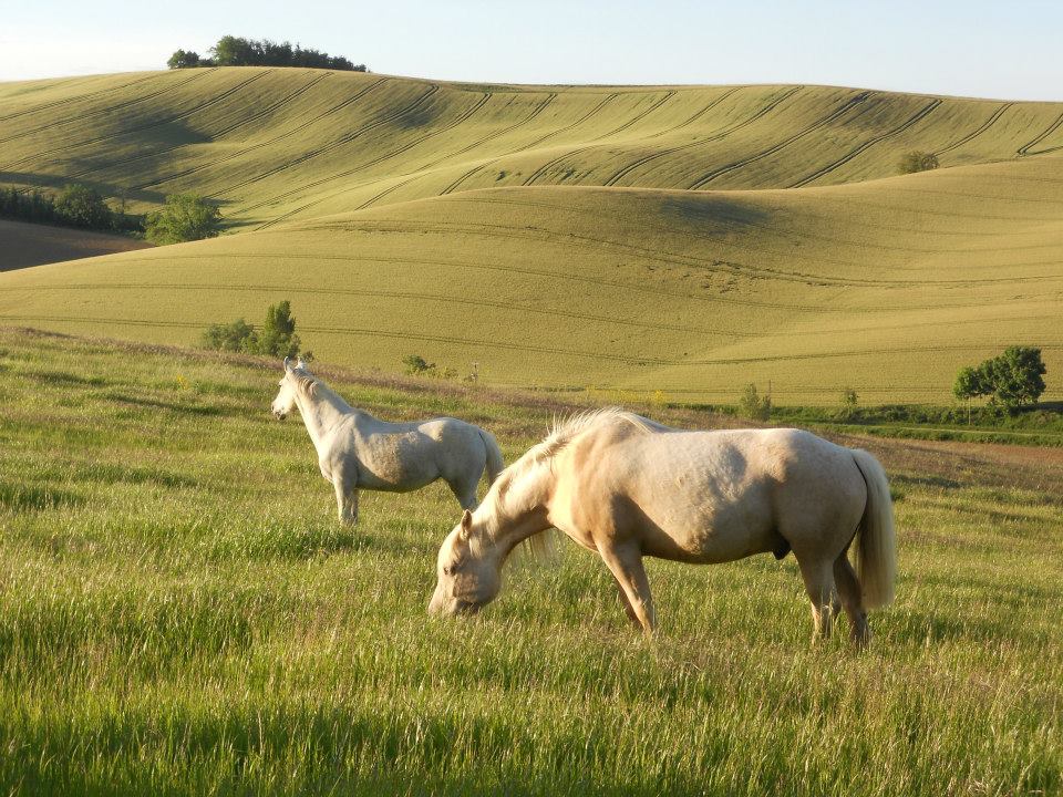 une photo de Les Poneys de la Louvière