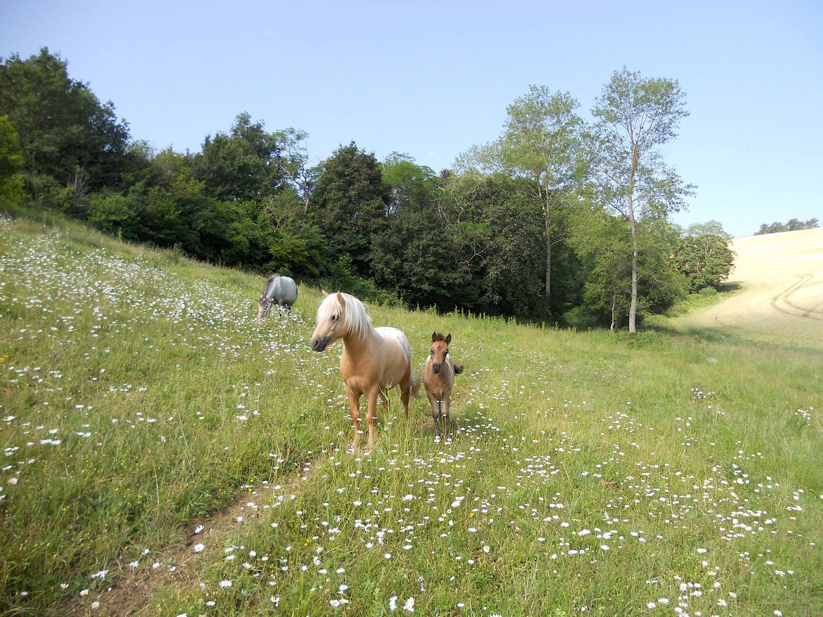 une autre photo de Les Poneys de la Louvière