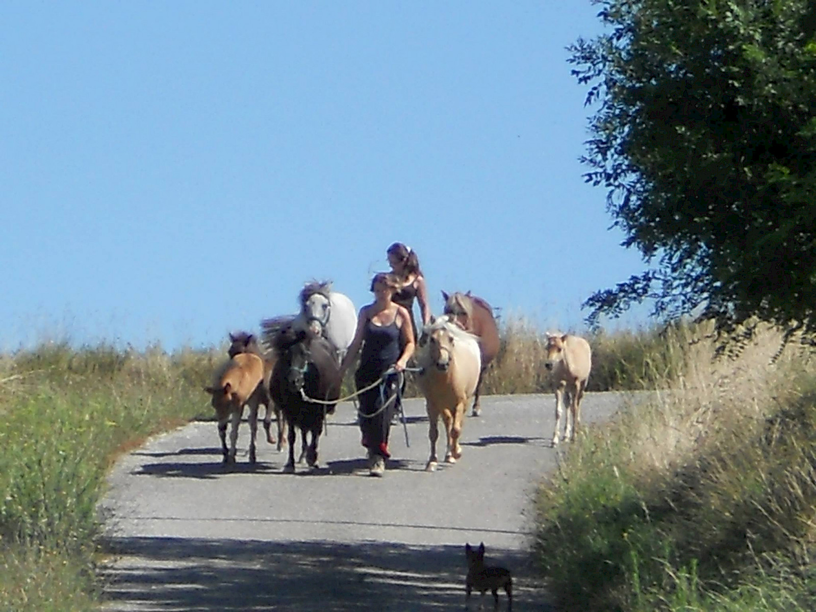 une autre photo de Les Poneys de la Louvière