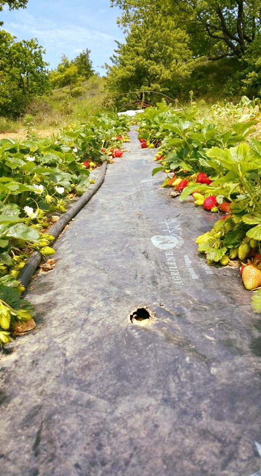 une autre photo de Le Jardin des Durands