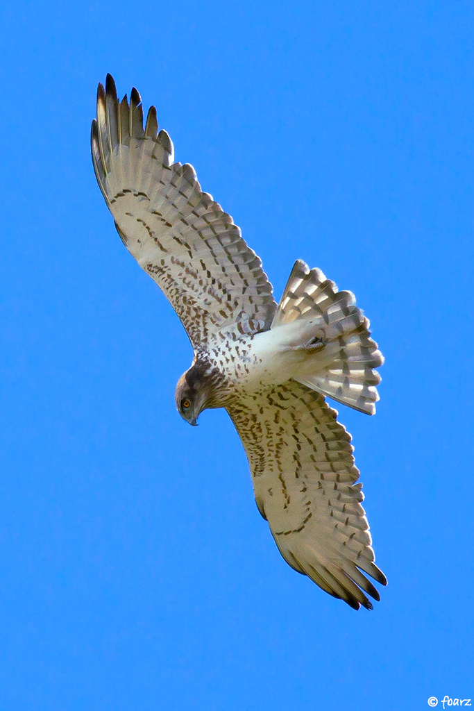 le grand rapace Circaète Jean-le-Blanc